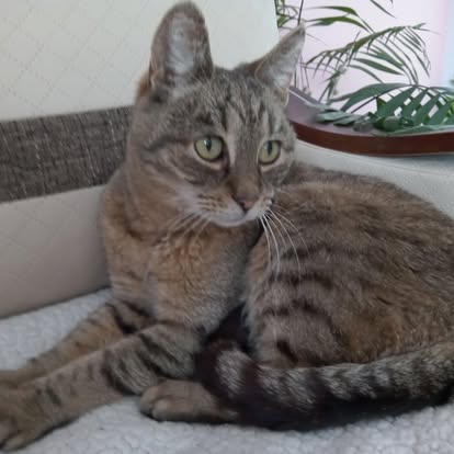 Bury kot w domu, jeden z naszych pacjentów